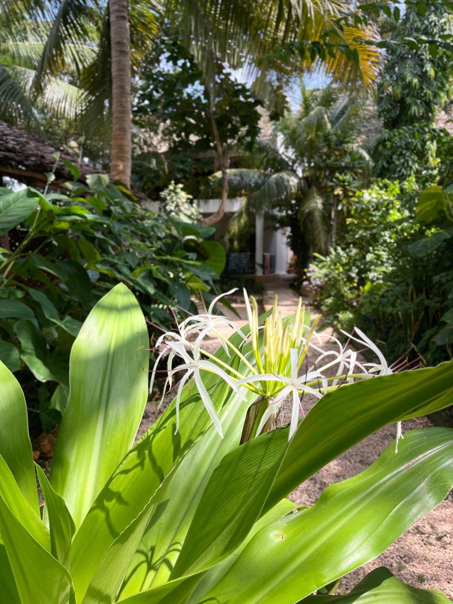 Atii Garden Bungalows Nungwi Exterior foto